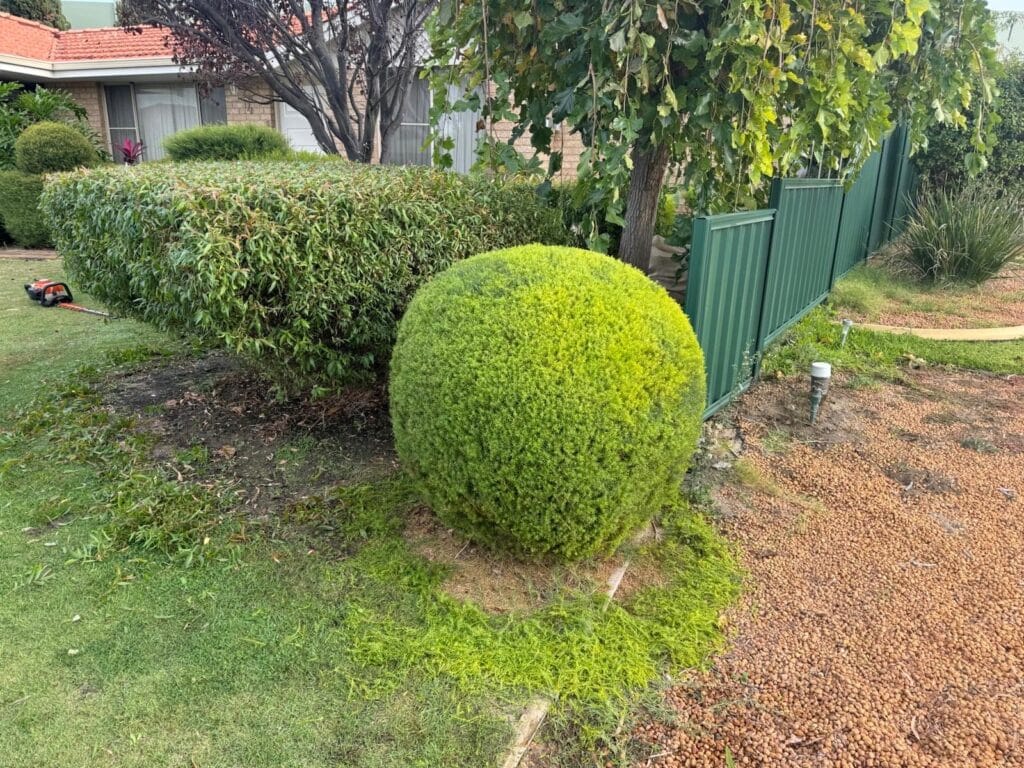 Hedge Trimming Near Me